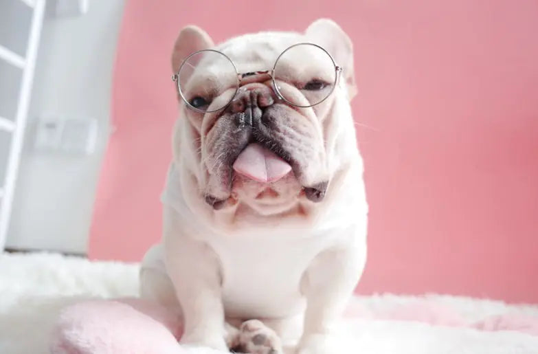 Round Decorative Sunglasses for Pets